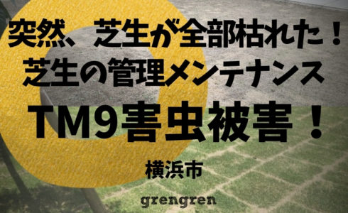 横浜市で施工した芝生TM9の害虫被害発生
