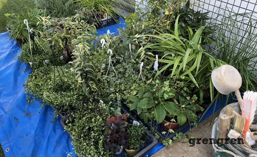 マンションの庭づくりで使う沢山の植物