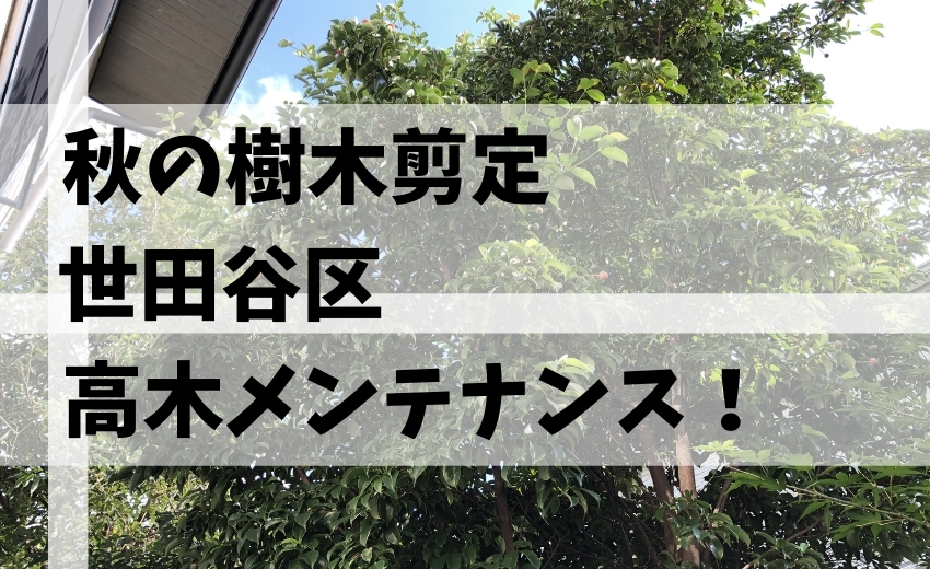高木樹木剪定管理 秋のメンテナンス 剪定回数と内容 世田谷区