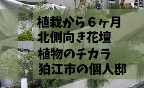 2020年5月に植栽した東京都狛江市の個人邸の北側花壇の6か月後の様子
