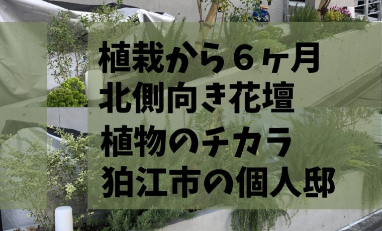 2020年5月に植栽した東京都狛江市の個人邸の北側花壇の6か月後の様子