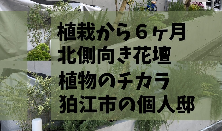 2020年5月に植栽した東京都狛江市の個人邸の北側花壇の6か月後の様子