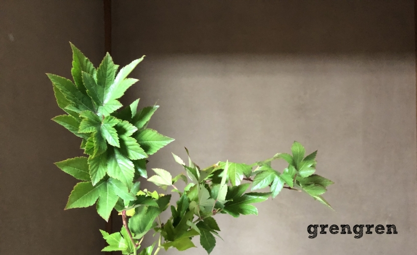 個性的な葉っぱと枝が印象的な植物