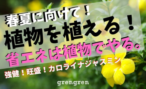 調布市のカロライナジャスミンで省エネする植栽