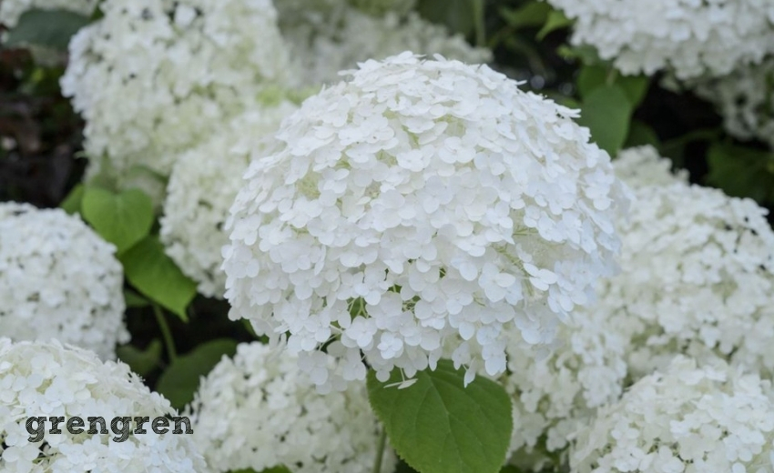 6月に開花する大きな花のボリュームが素晴らしいアナベル