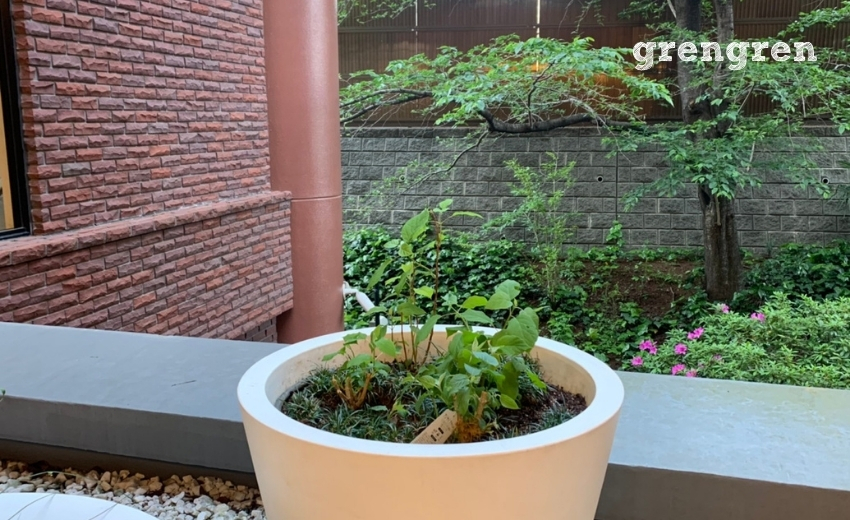 植栽されたアナベルの苗