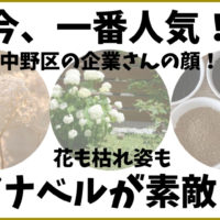 中野区の企業の顔として採用された季節の花のアナベル