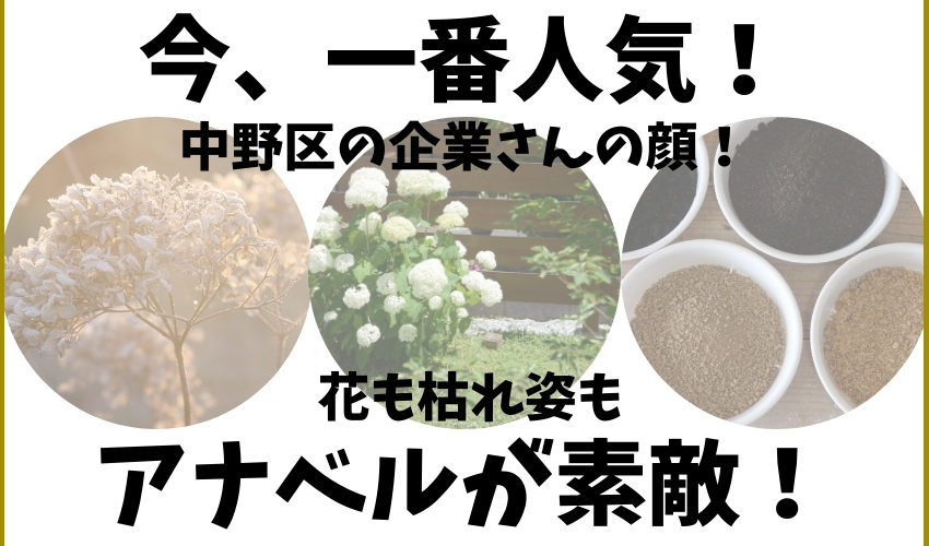 中野区の企業の顔として採用された季節の花のアナベル