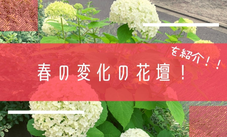 ６月から沢山花を咲かせるアナベル