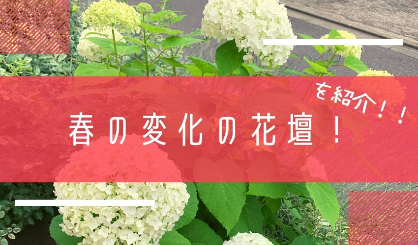 必見 春は植物が活発に変化する季節 4 6月マンション花壇を紹介