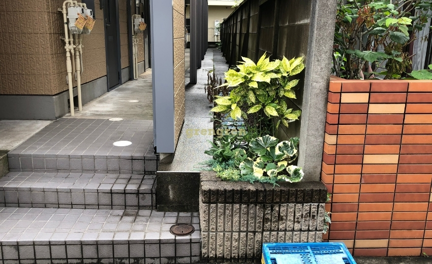 日陰植物、花壇