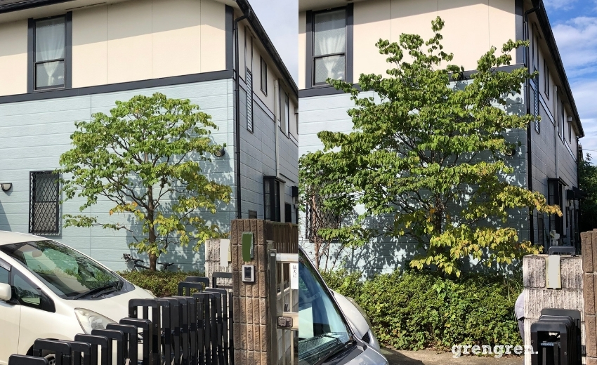 世田谷区の個人邸で施工した樹木剪定と草刈り作業