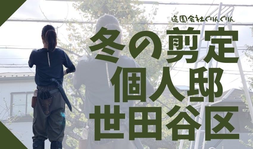 冬にキンモクセイの常緑樹を剪定する造園会社ぐりんぐりんの女性職人
