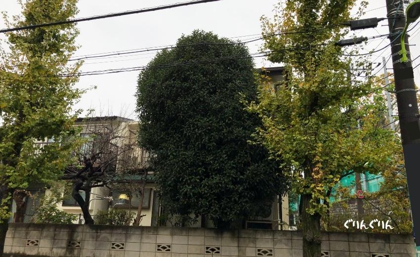 秋の気温が下がってきた世田谷区で行った個人邸の剪定作業