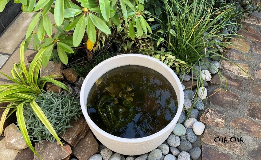 世田谷テヴィエのシンボルガーデンの鉢植えを利用したメダカの水槽