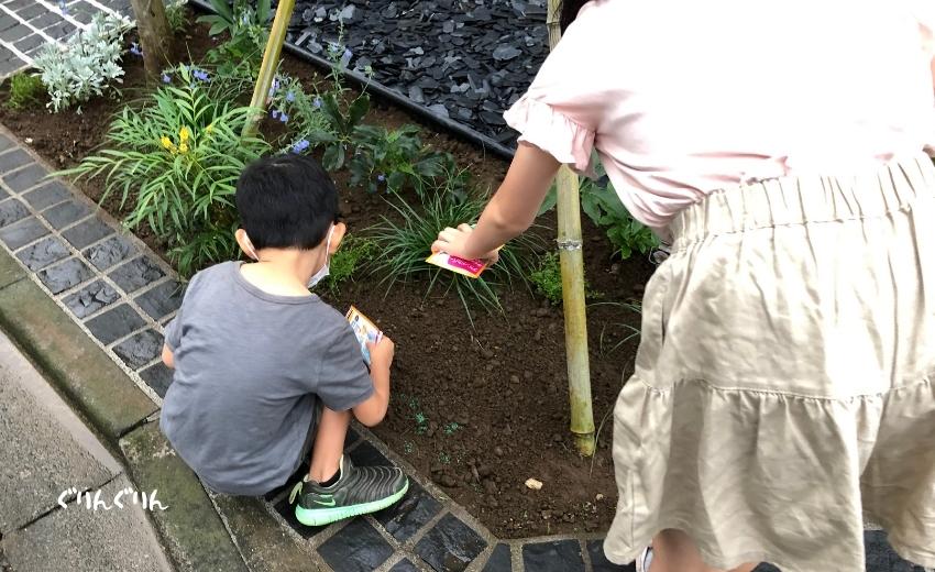 世田谷区の個人邸でお子さんにディコンドラの種まきに参加してくれたお子さんたち