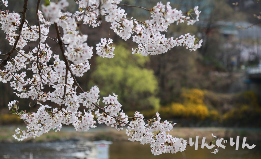 桜の花を散らすかのような雨が降っています。