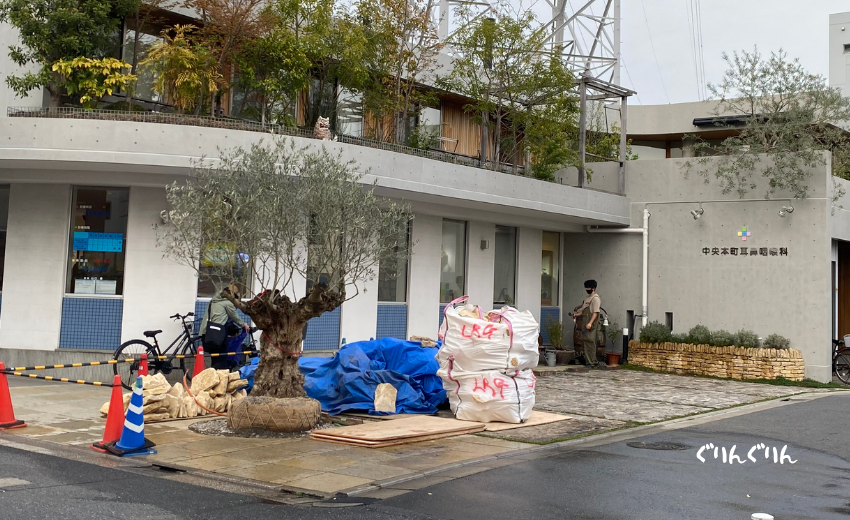 石積み花壇設置の準備が完了した足立区の病院の古木オリーブの植栽