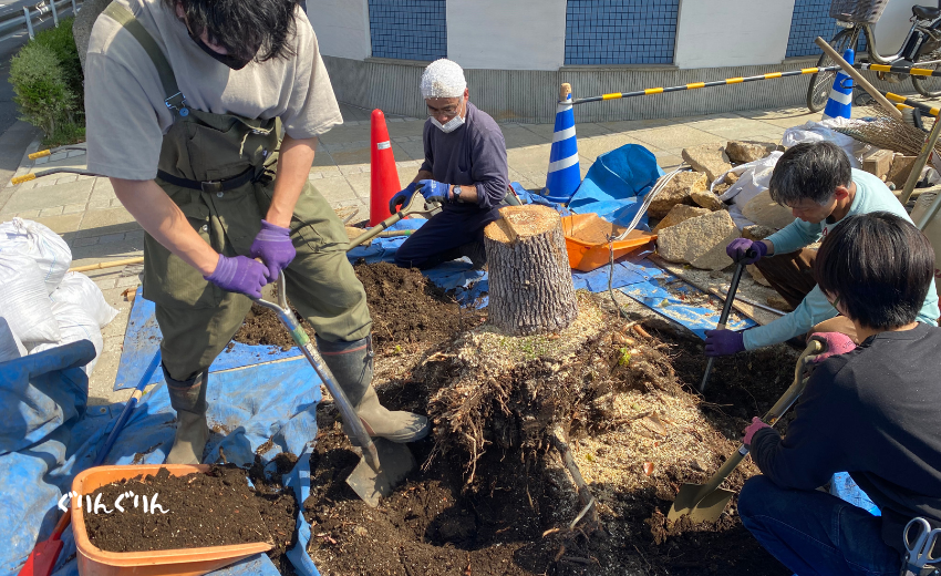 病院のシンボルツリーの根っ子を掘り起こす抜根作業