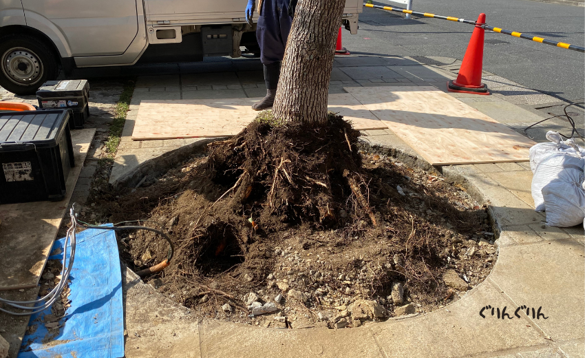 石積みの花壇を解体して抜根の準備が完了した病院のシンボルツリー