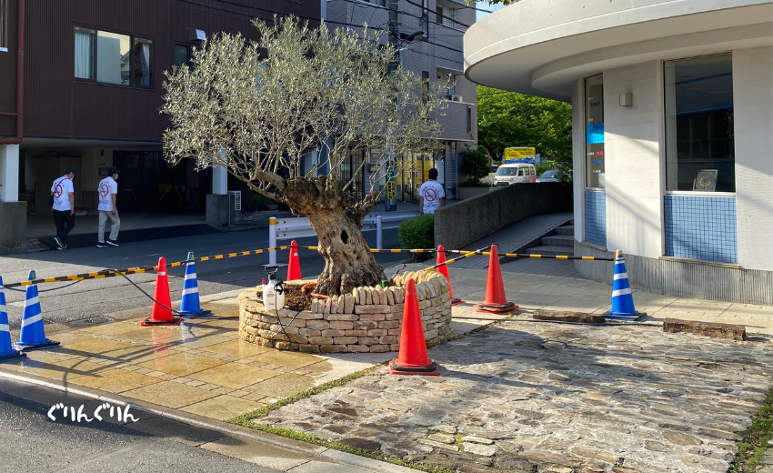 病院の新しいシンボルツリーの古木オリーブ植栽と管理メンテナンス