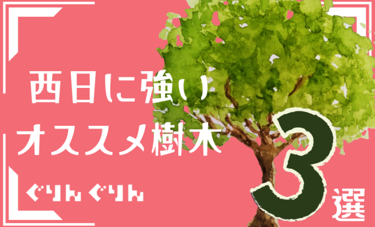 西日に強い植物