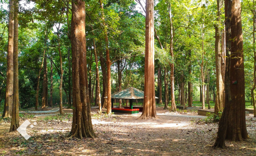 アジア圏で生息している高級材木の一種のチーク材