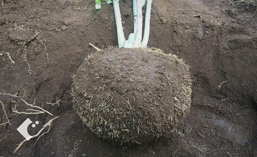 移植の際の根っこを処理した作業風景