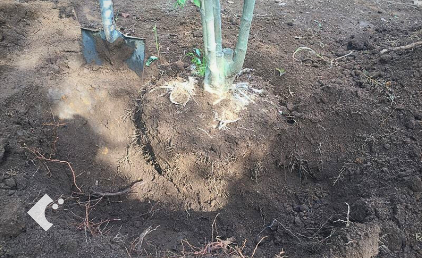 徹底解説！樹木の移植と根巻きのやり方