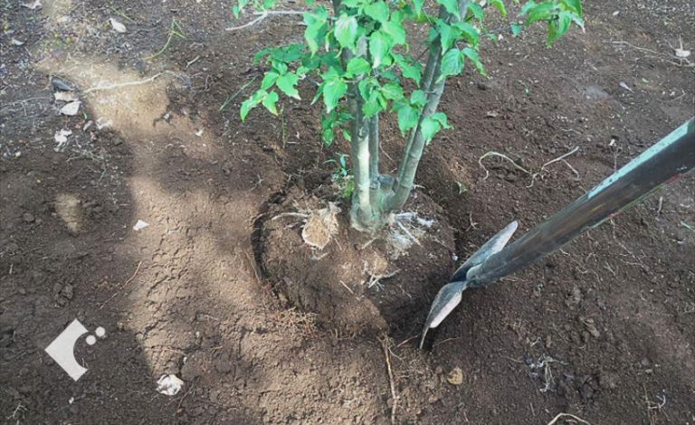 庭づくりや樹木移植『根巻き』やり方、ポイントをご紹介!