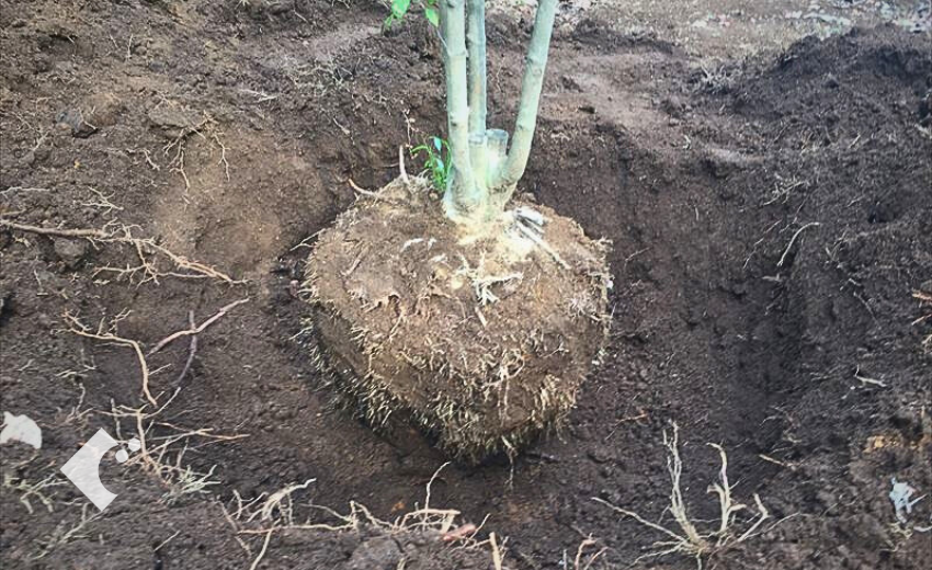 移植と根巻きで樹木を掘り起こす作業