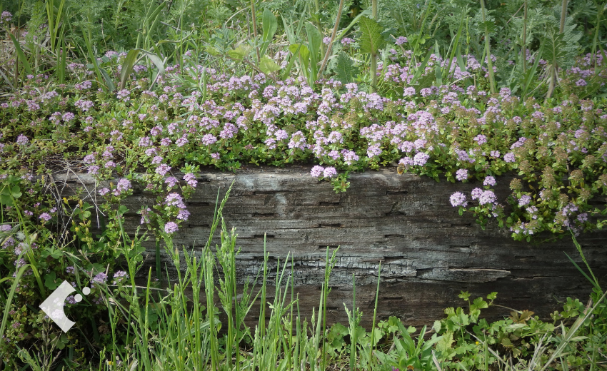 アンティークになった枕木花壇と植物と花