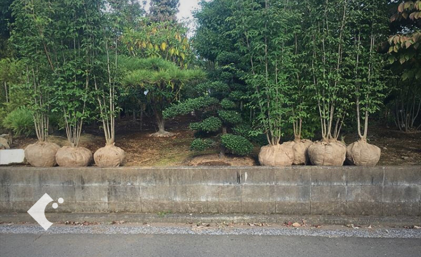 数多くの常緑ヤマボウシの掘り取りの作業が完了した状態