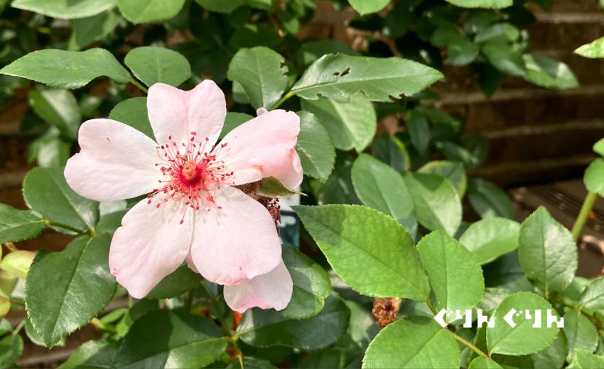 オススメの薔薇