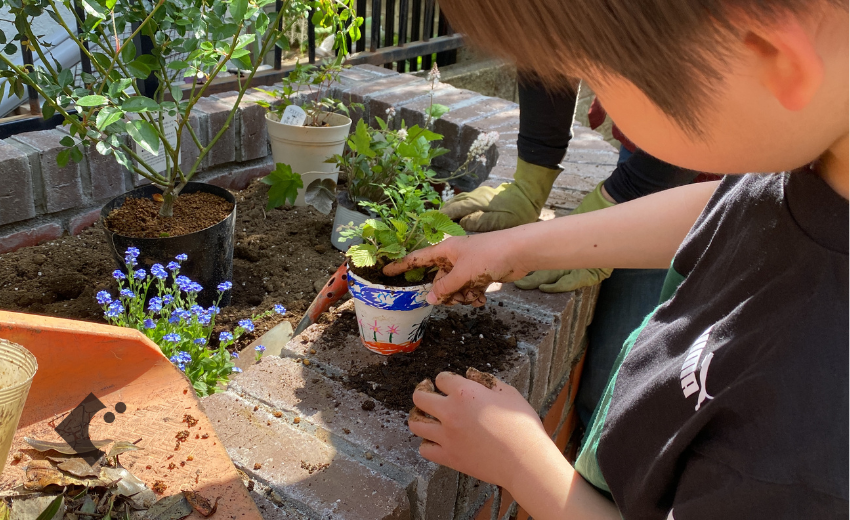 自分でつくった鉢植えにイチゴの苗を植える子供