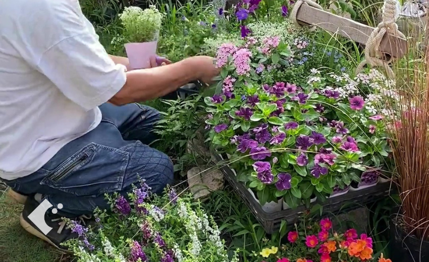 春の花々を植栽するぐりんぐりん代表の横田の作業