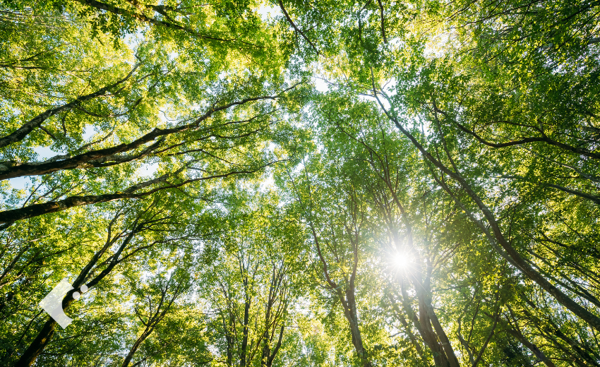 樹木が枝葉を伸ばし、全ては背の高い樹木のための世界になる