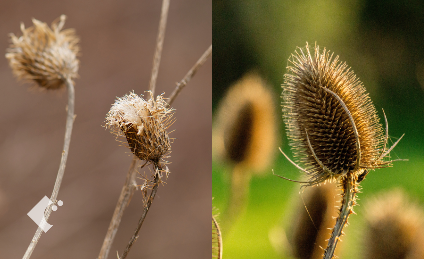 秋冬に植物や樹木の種を観察して楽しむ代表的な個性溢れる種