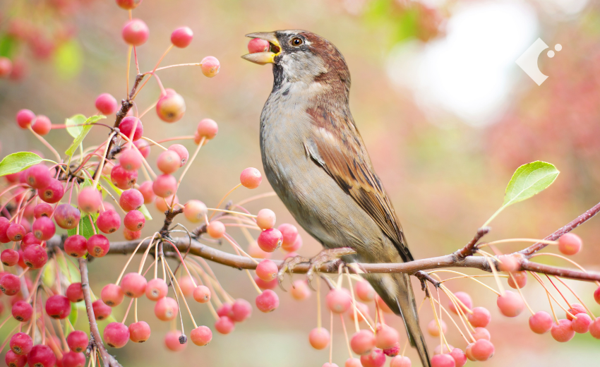 秋の果実の季節に赤い実をついばむ鳥