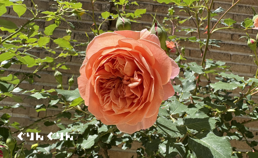 良い例薔薇の摘み取り