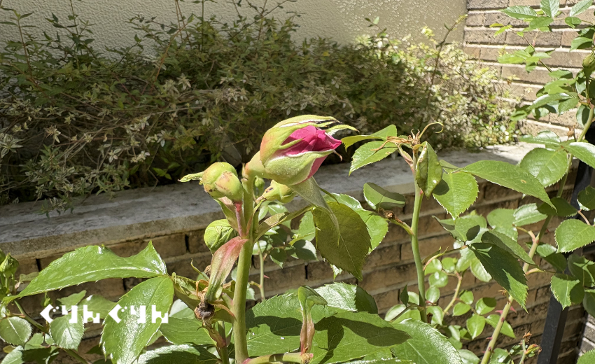害虫にやられた薔薇の芽