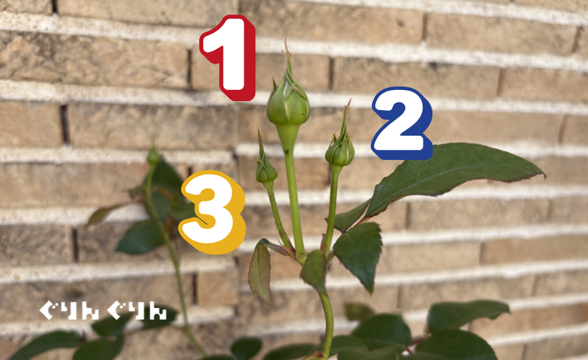 薔薇の開花順番
