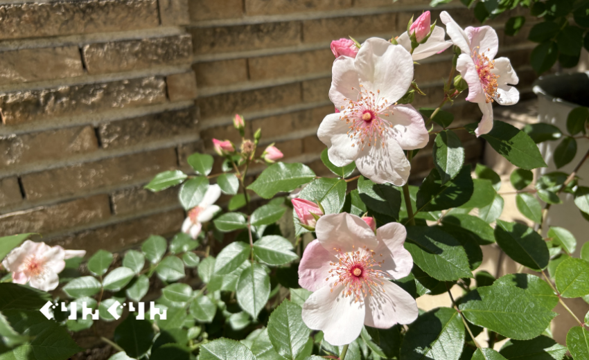 5月初旬