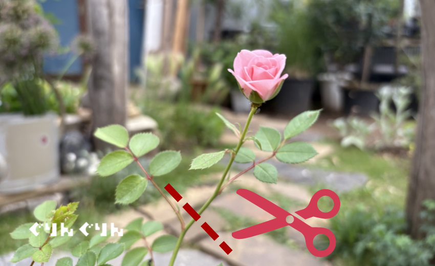 薔薇の花剪定