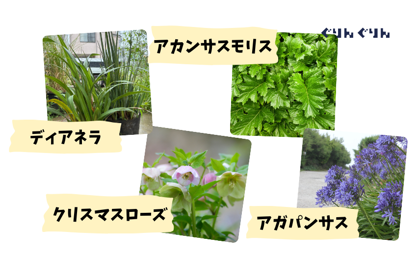 常緑の下草