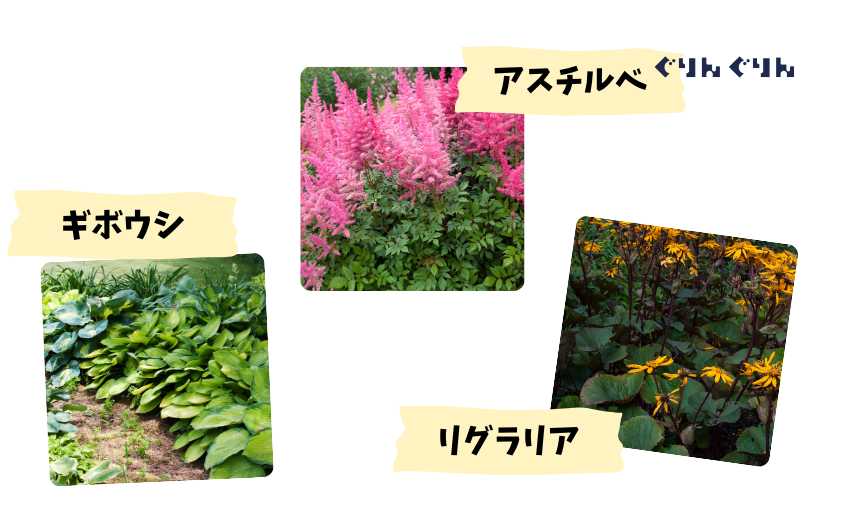 宿根草