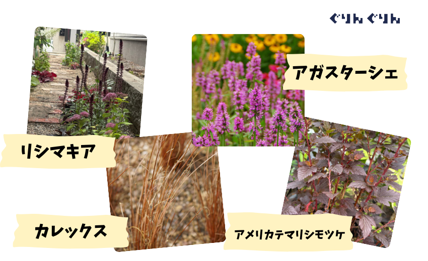 ペンステモンの組み合わせ