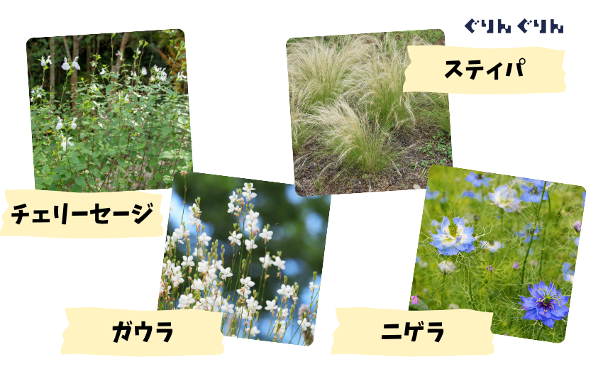 オススメ植物
ロシアンセージ