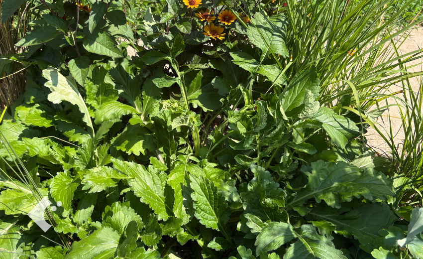 7月下旬にボリュームと高さが増したオトコエシの様子