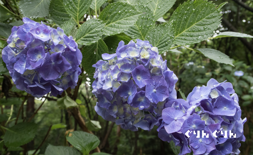 アジサイの水やり